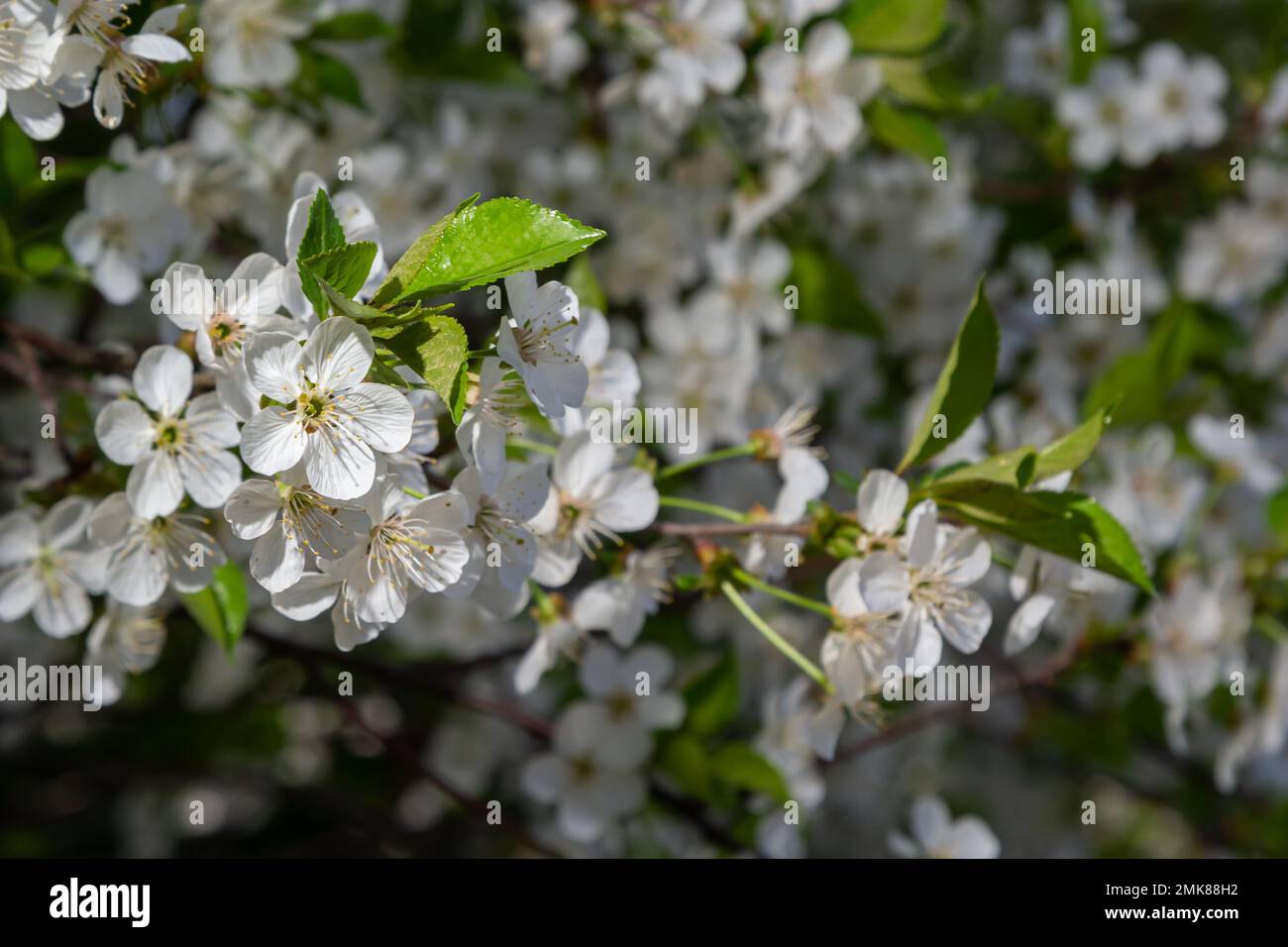 Prunus cerasus fleurs d'arbre à fleurs, groupe de beaux pétales blancs tarte fleurs de cerisier nain en fleur contre ciel bleu en plein soleil. Banque D'Images