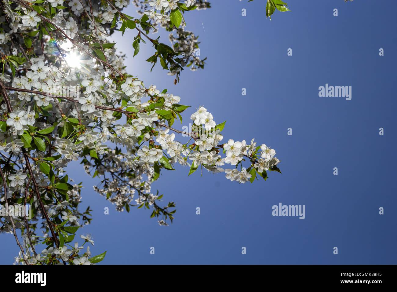 Prunus cerasus fleurs d'arbre à fleurs, groupe de beaux pétales blancs tarte fleurs de cerisier nain en fleur contre ciel bleu en plein soleil. Banque D'Images