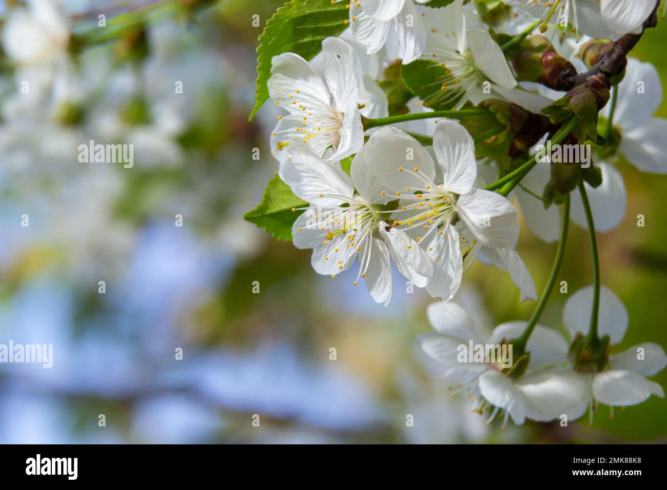 Cerisier fleuri dans le jardin de printemps. Gros plan de fleurs blanches sur un arbre. Arrière-plan du ressort. Banque D'Images