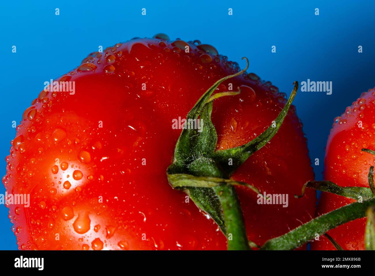 Tomates rouges avec gouttes d'eau sur fond bleu. Banque D'Images
