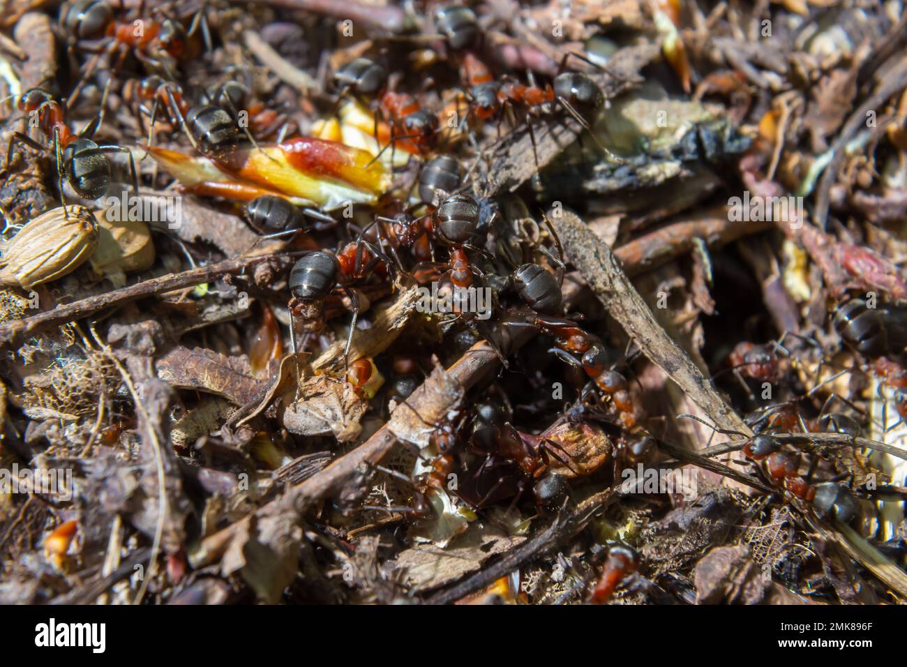 Formica rufa, également connu sous le nom de fourn de bois rouge au printemps. Banque D'Images