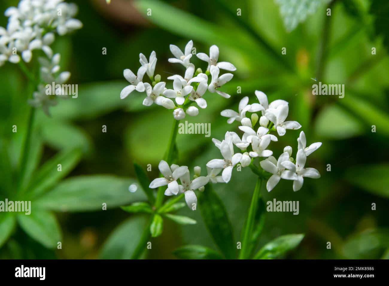 Paille de lit parfumée à la suédeur, Galium odoratum, fleurs dans la forêt printanière. Fleurs sauvages blanches. Gros plan. Banque D'Images