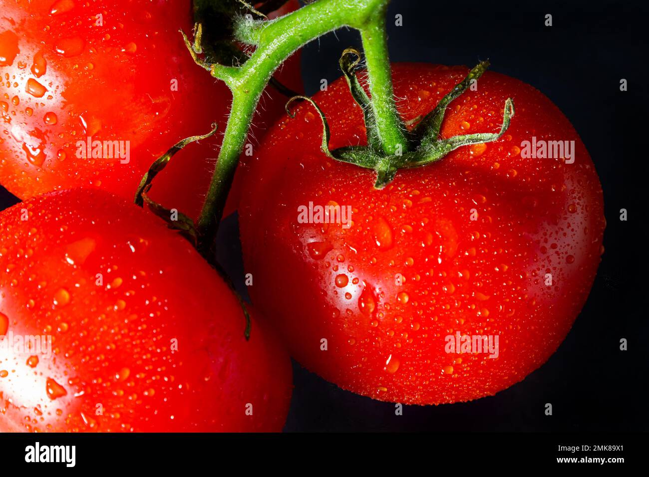 photographez les tomates avec des gouttes d'eau sur fond noir. Banque D'Images