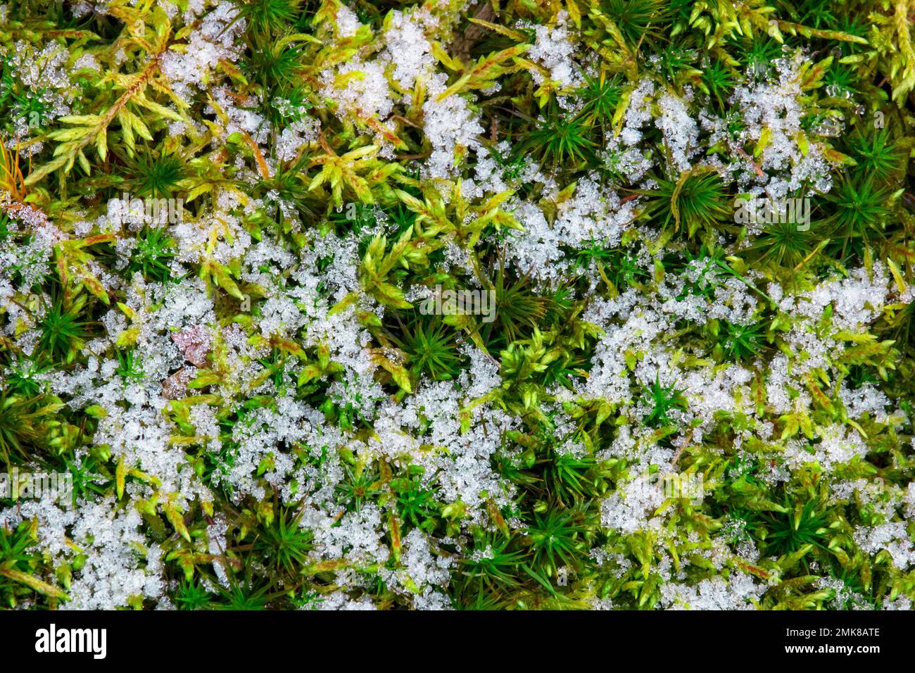 Cristaux de glace sur la mousse de tête de gondole, la commune de Polytrichum et la mousse de Fern, Thuidium delicatulum Banque D'Images