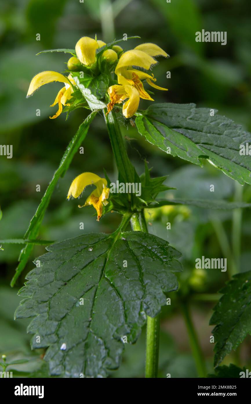 Archange jaune, Galeobdolonum lutéum ou Lamium galeobdolone, détail de l'inflorescence. Banque D'Images