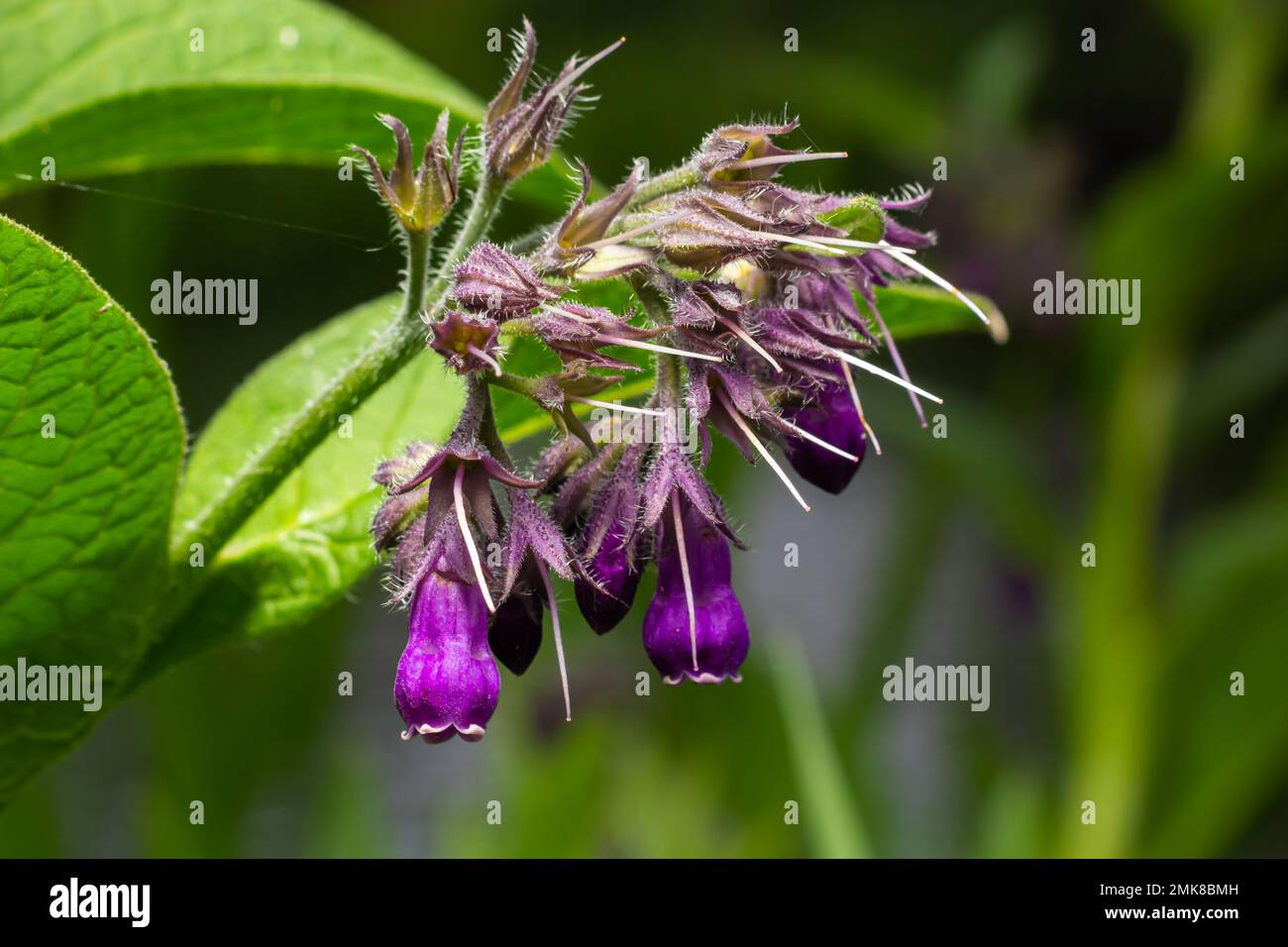 Fleur de comfrey Comfrey commune, Symphytum officinale, utilisé en médecine biologique, macro-shot sur fond vert. Banque D'Images