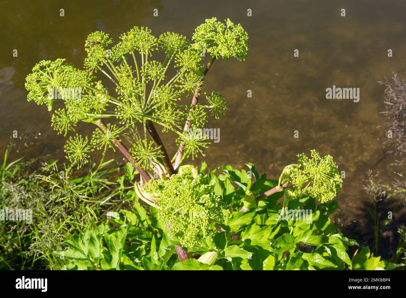 Angelica, Angelica, archangelica, appartient à la plante sauvage aux fleurs vertes. Il est une plante médicinale importante et est également utilisé en médecine. Banque D'Images