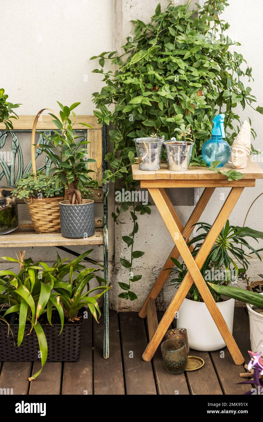 Quelques petits pots avec des objets décoratifs et un pulvérisateur d'eau  et une plante grimpant sur une table en bois à côté d'un banc en bois avec  d'autres plantes dans un ur