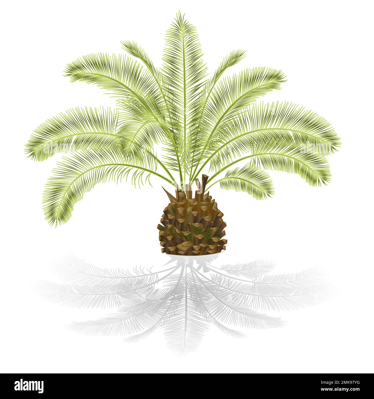Plante tropicale Palmae Phoenix canariensis date palmier Arecaceae sur fond blanc illustration vectorielle vintage dessin à la main modifiable Illustration de Vecteur