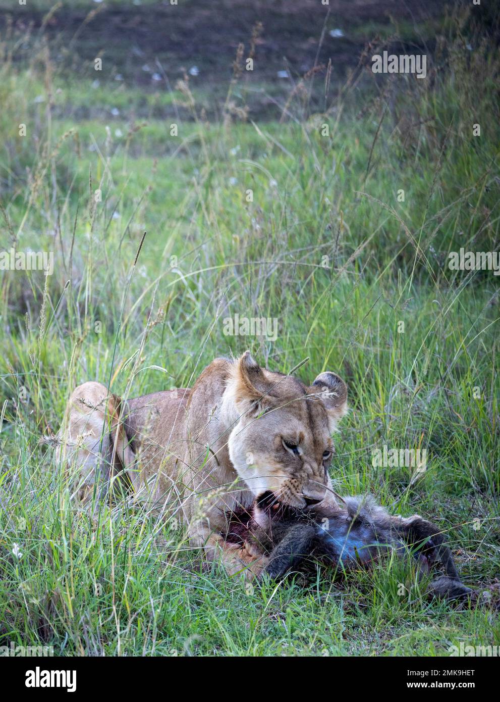 La lionne se régale sur le babouin mort, parc national de Masai Mara, Kenya Banque D'Images