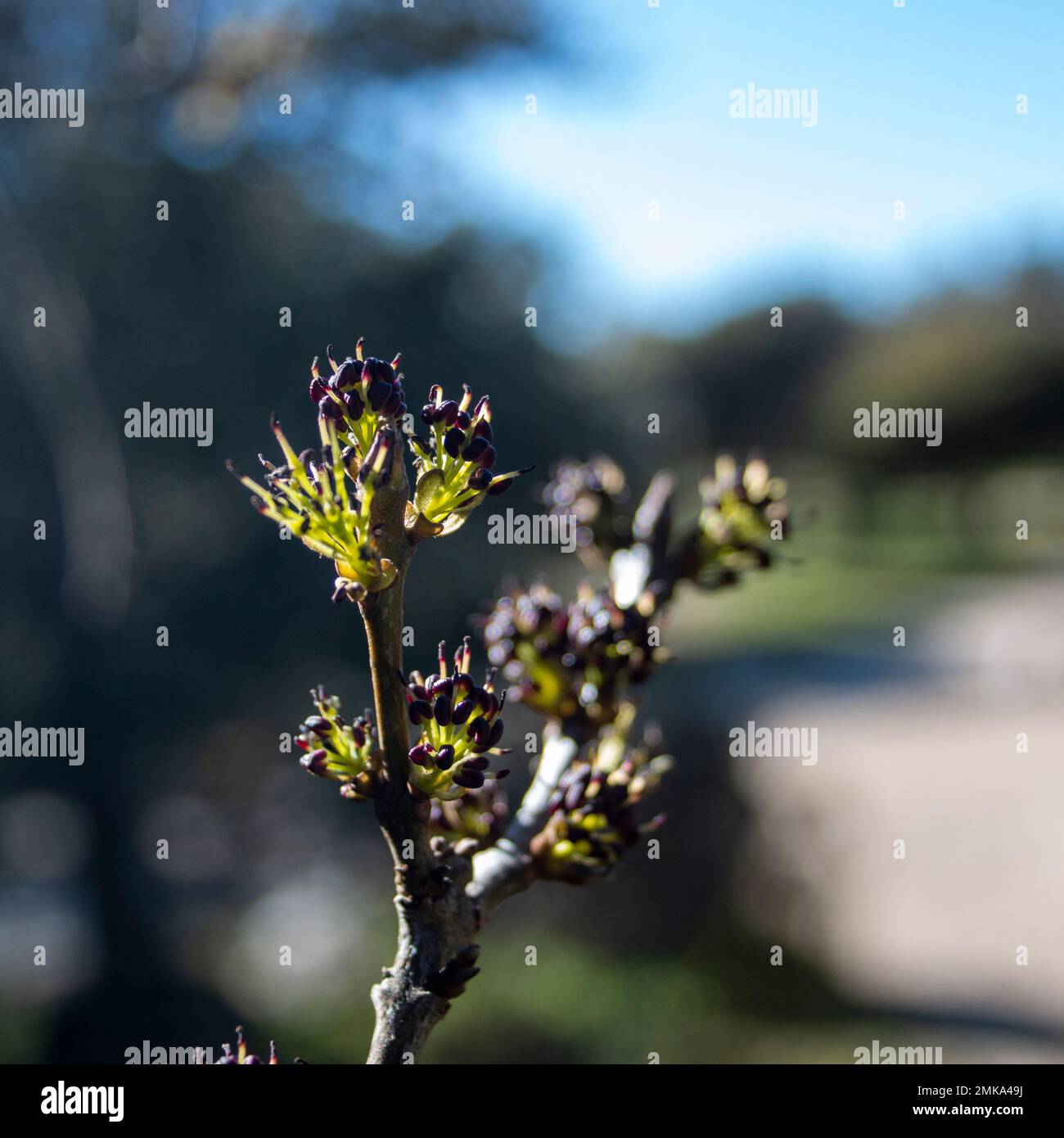 Premiers bourgeons sur les branches d'un frêne en hiver, par beau temps. Concept de renaissance et de résistance Banque D'Images