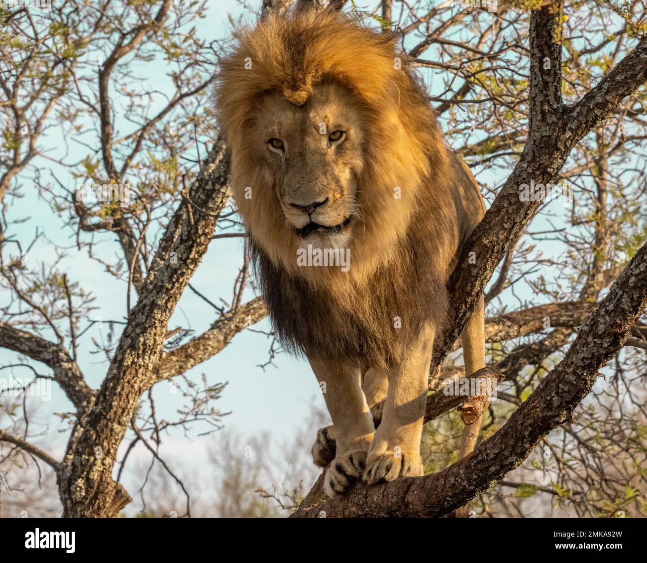 Lion mâle en Afrique du Sud debout dans un arbre Banque D'Images