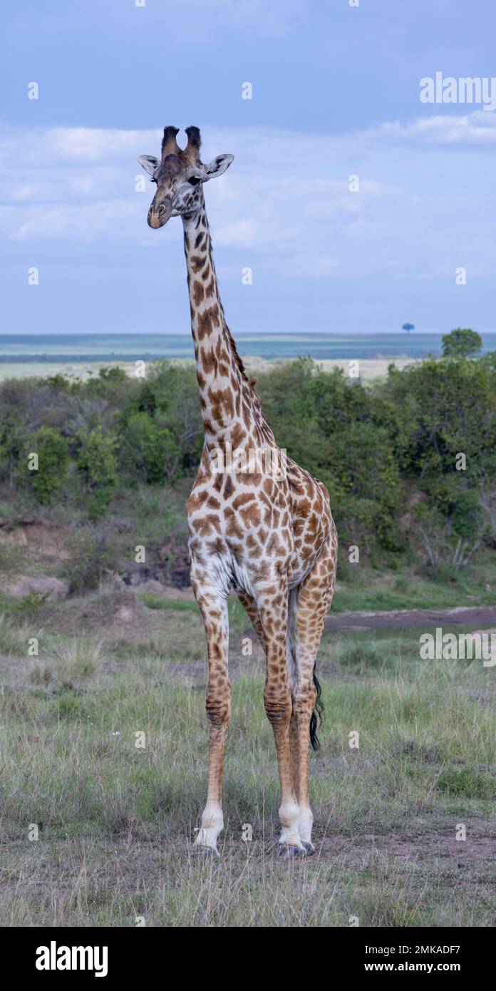 Masai girafe (Giraffa camelopardalis tippelskirchi ou Giraffa tippelskirchi), Masai Mara, Kenya Banque D'Images