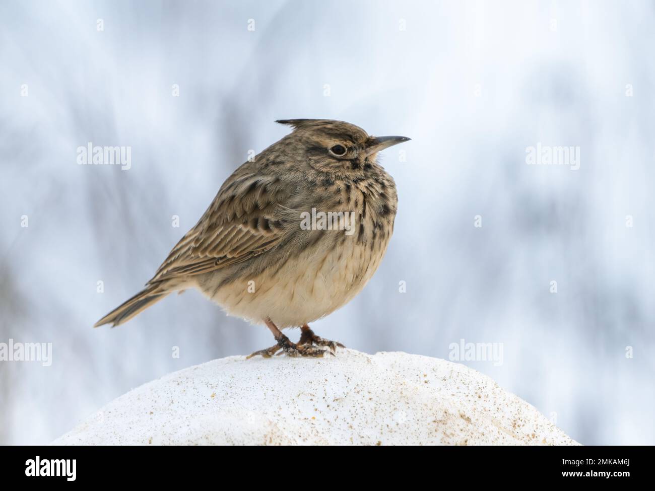 Oiseau Galerida cristata gros plan sur une dérive de neige lors d'une journée hivernale glacial Banque D'Images