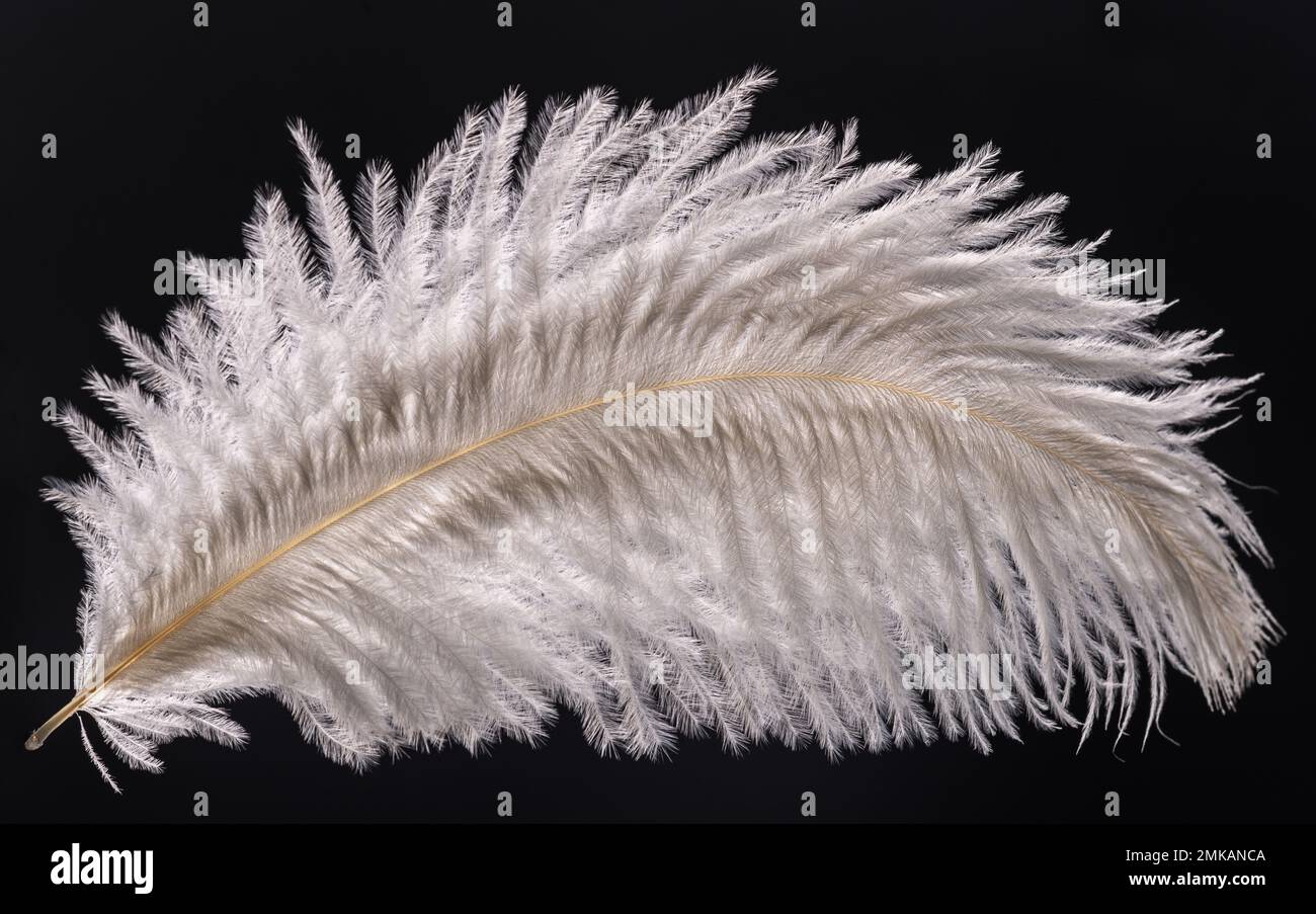 Plume d'autruche blanche dans l'arrière-plan lumière sur un arrière-plan noir Banque D'Images