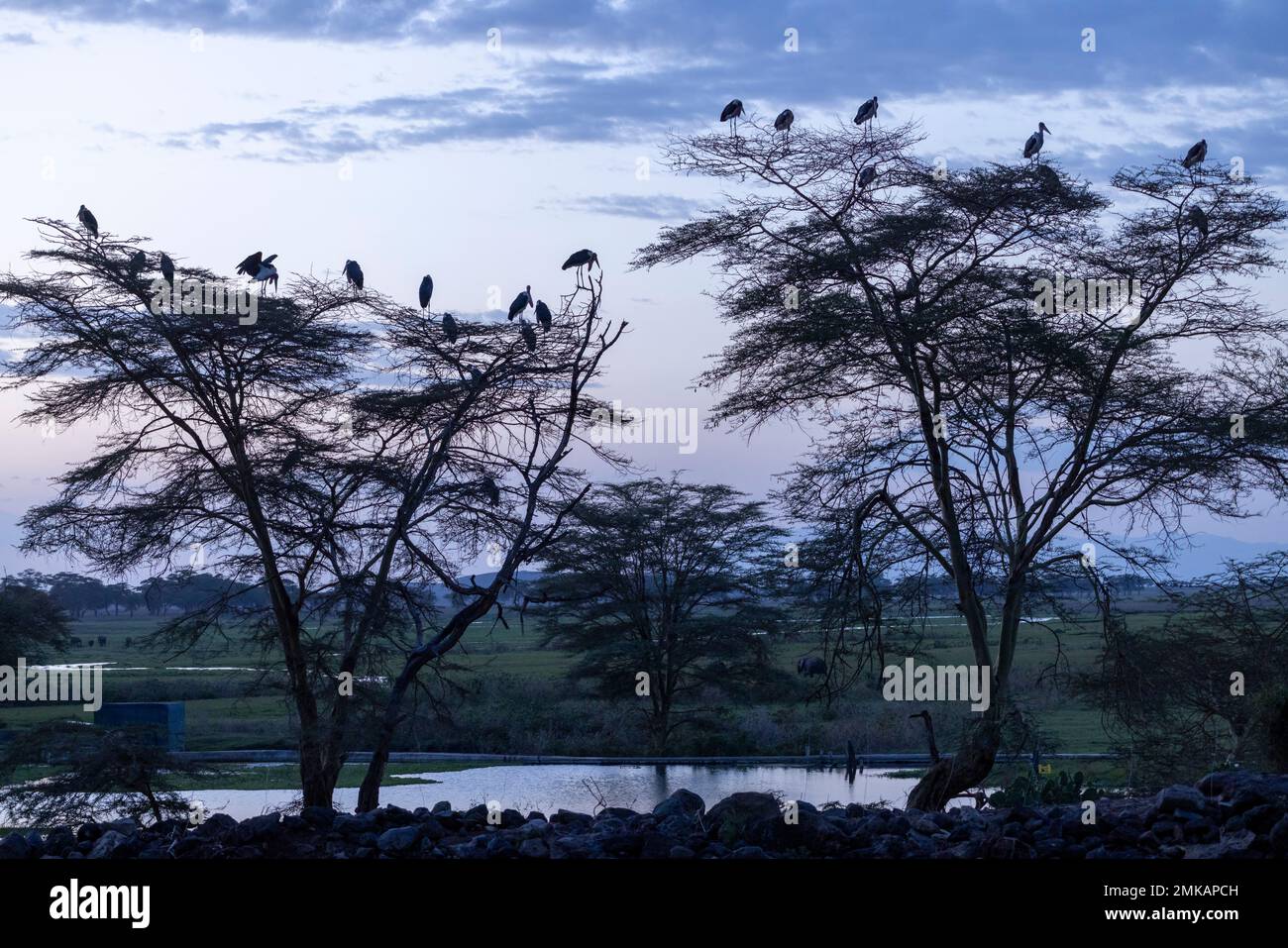 Marabout Storks, Leptoptilos crumenifer, rôtir dans l'arbre au crépuscule, Serena Lodge, Parc national d'Ambsoli, Kenya Banque D'Images