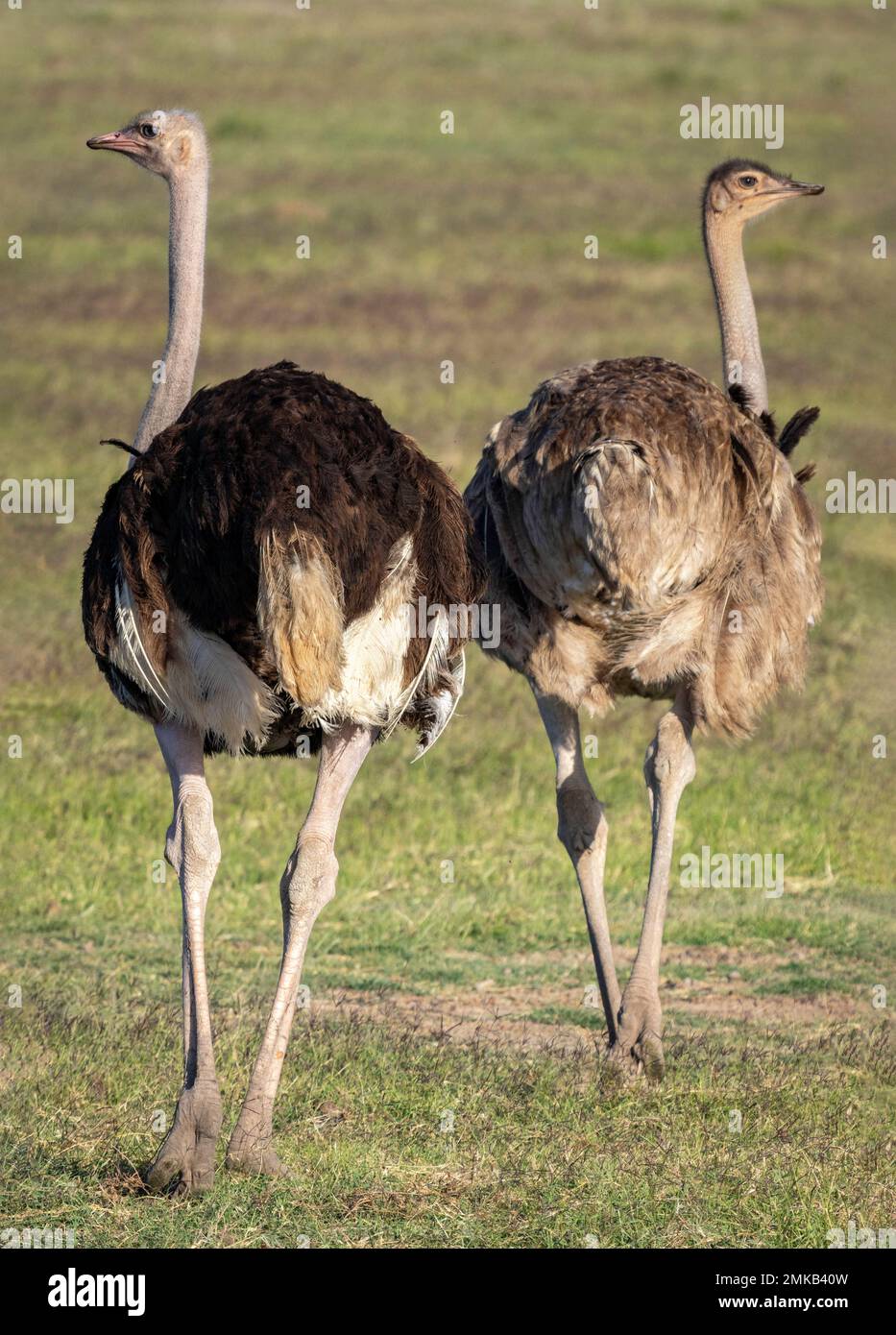 Autruches communes mâles et femelles, parc national d'Amboseli, Kenya Banque D'Images