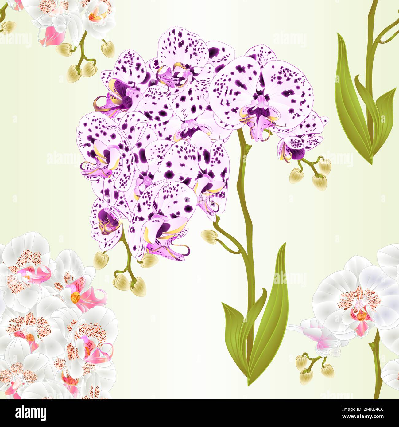 Texture sans couture branches orchidées Phalaenopsis points et fleurs et feuilles blanches plantes tropicales tige et bourgeons vintage vecteur illustration botanique Illustration de Vecteur