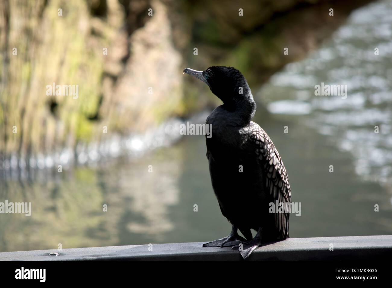 le petit cormoran noir est perché sur le bord de la jetée Banque D'Images