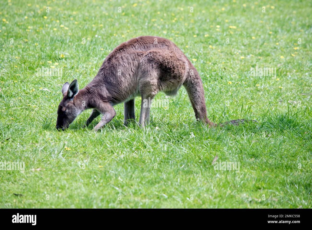 c'est une vue latérale d'un kangourou gris de l'ouest Banque D'Images