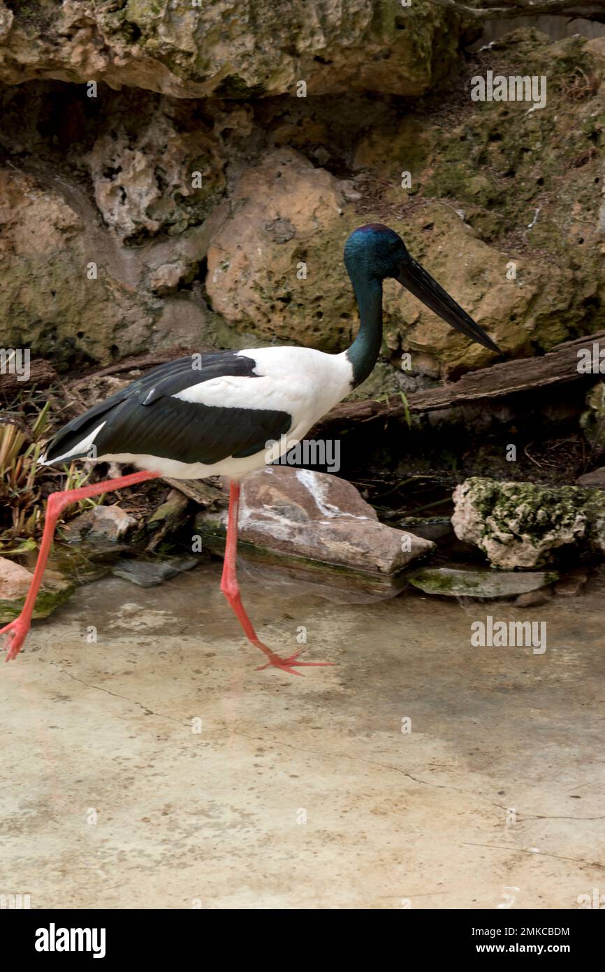 La cigogne noire col ou Jabiru est un grand oiseau avec une t te