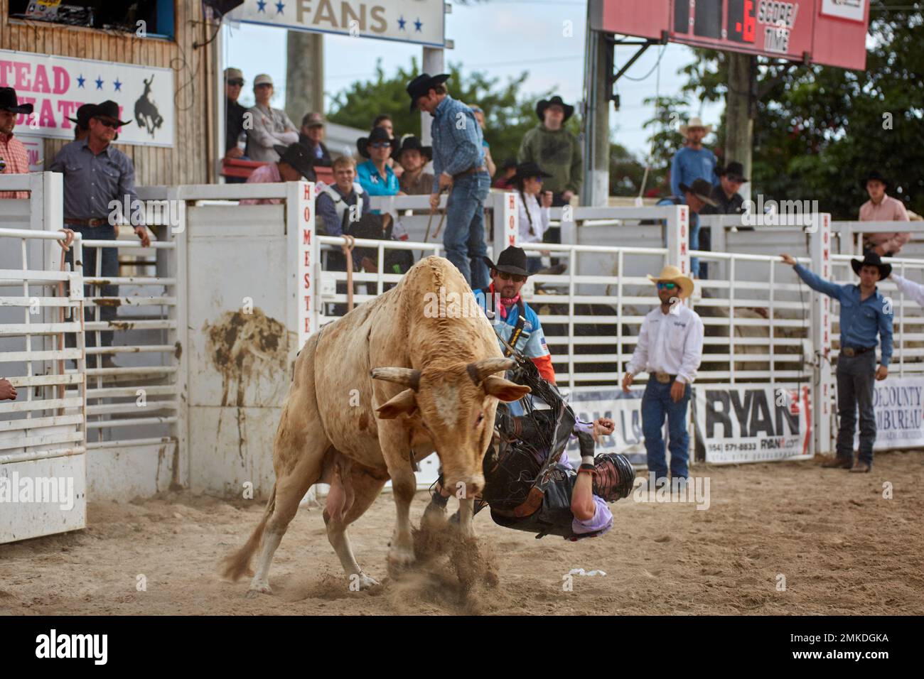 Homestead, Floride, États-Unis. 28th janvier 2023. 74th Rodeo de championnat annuel Homestead, présenté par Downrite Engineering et Spitzer Chrysler Dodge Jeep RAM de Homestead. Barrel Racing, Bull Riding, Tie Down Roping, Team Roping, Saddle Bronc Riding, Bareback Bronc Riding, Steer Wrestling, John Harrison Specialty Act, Homestead Everglades Posse Specialty Act. PRCA. Credit: Yaroslav Sabitov/YES Market Media/Alay Live News Banque D'Images