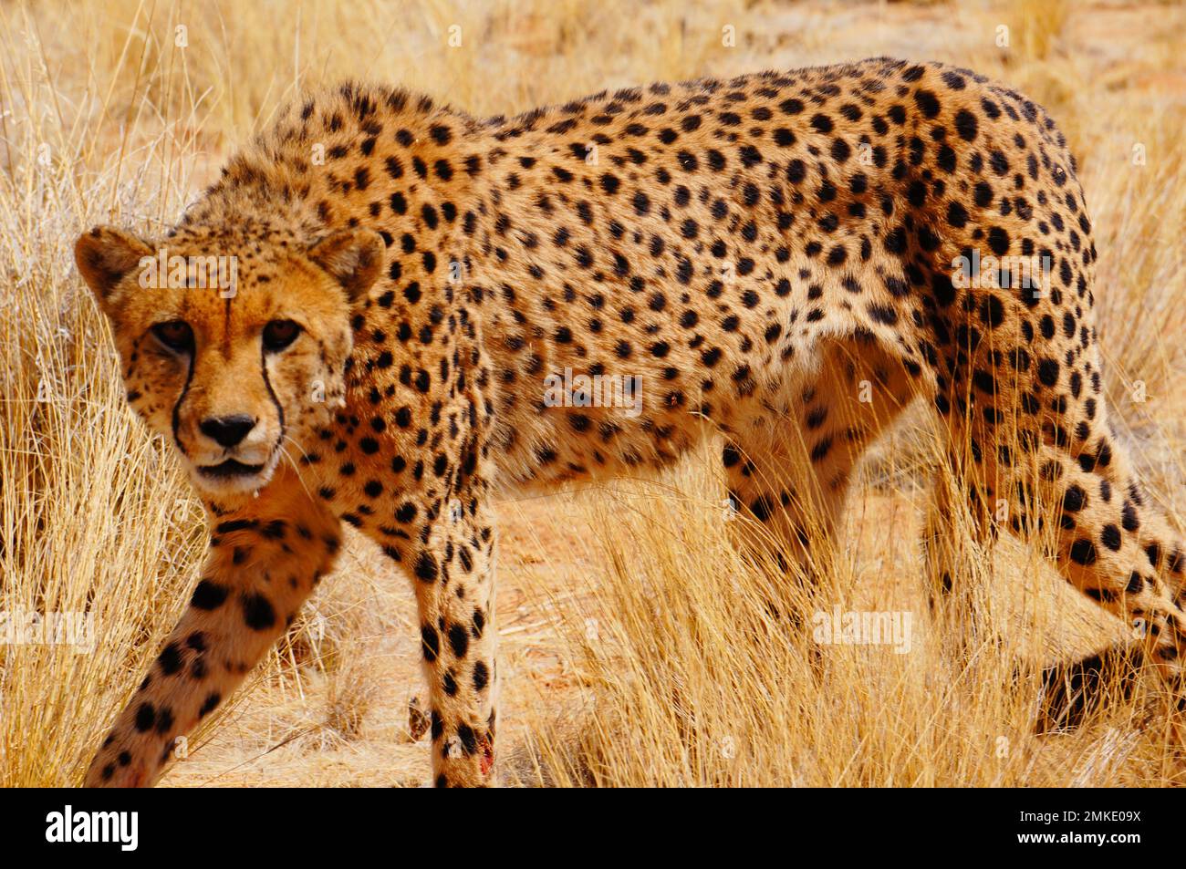 Cheetahs dans le dessert africain Banque D'Images