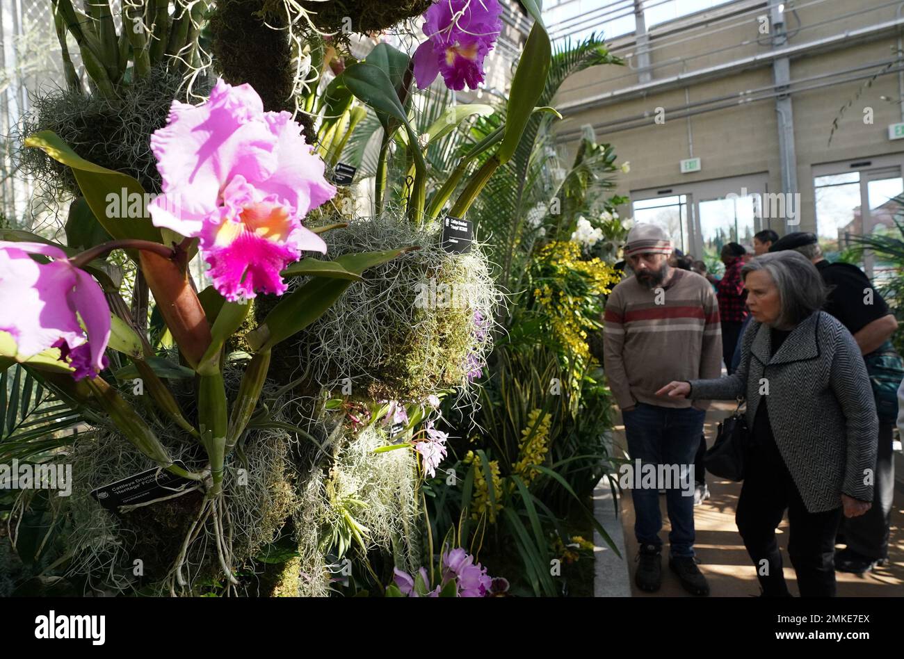 St. Louis, États-Unis. 28th janvier 2023. Les visiteurs se tiennent en ligne dans les jardins botaniques du Missouri pour voir des milliers de fleurs d'orchidées exposées le jour de l'ouverture du spectacle d'orchidées à St. Louis le samedi, 28 janvier 2023. Les visiteurs découvrent une variété de couleurs, de formes, de tailles et de parfums. On trouve des orchidées dans les arbres, sur les roches, dans le sol et à tout endroit où une graine pourrait germer et devenir une plante d'orchidée mature. Photo par Bill Greenblatt/UPI crédit: UPI/Alay Live News Banque D'Images