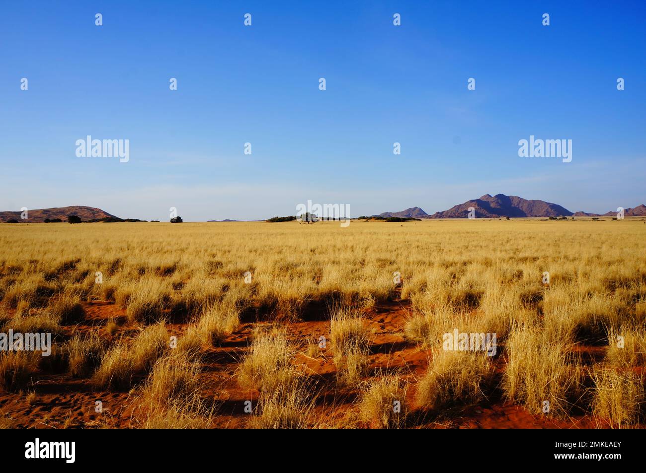 La savane namibienne en Afrique australe avec de longues herbes et un ciel bleu Banque D'Images La savane namibienne en Afrique australe avec de longues herbes et un ciel bleu Banque D'Images
