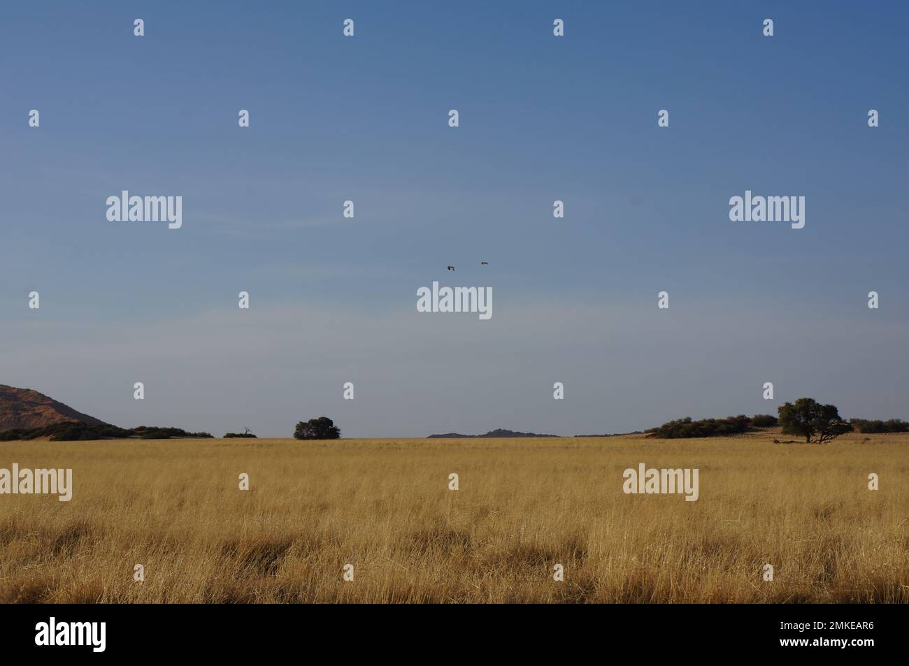 La savane namibienne en Afrique australe avec de longues herbes et un ciel bleu Banque D'Images La savane namibienne en Afrique australe avec de longues herbes et un ciel bleu Banque D'Images