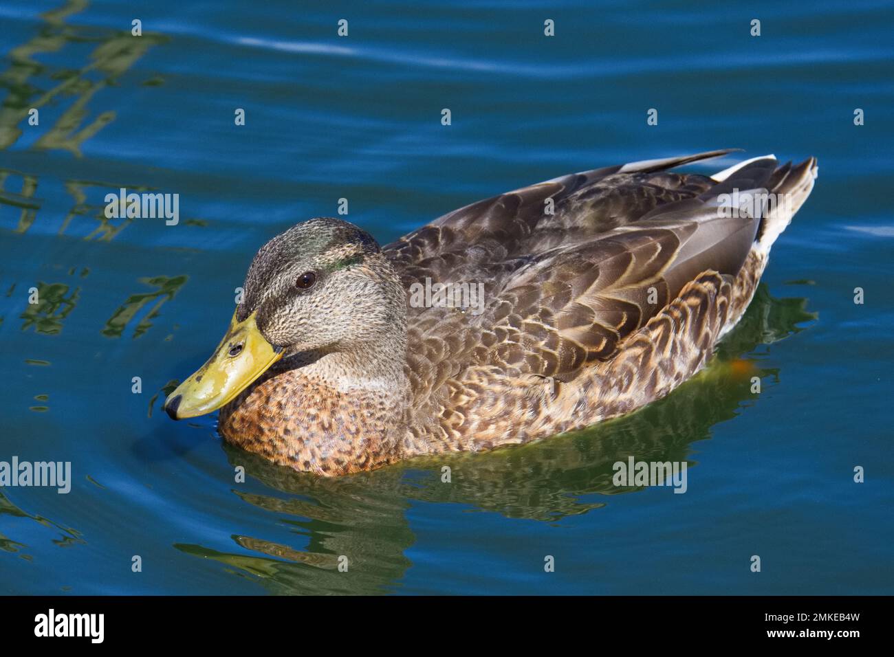 Canard colvert femelle avec bec jaune vif nageant sur un étang calme lors d'une journée d'été lumineuse à la recherche de nourriture dans l'eau. Banque D'Images
