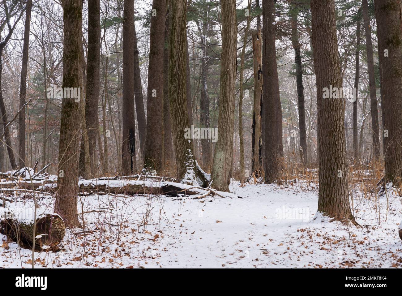 Paysage d'hiver sur le sentier Whispering Pines Trail au parc national White Pines Forest, Illinois, États-Unis. Banque D'Images