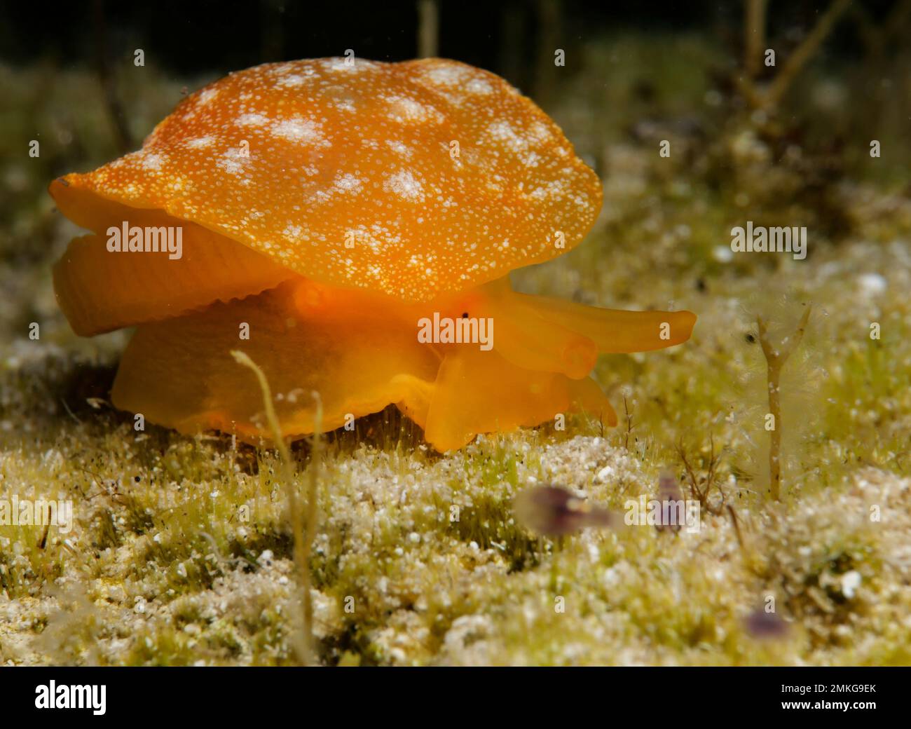 Rare nudibranche extraterrestre dans la mer Méditerranée - Berthellina citrina Banque D'Images