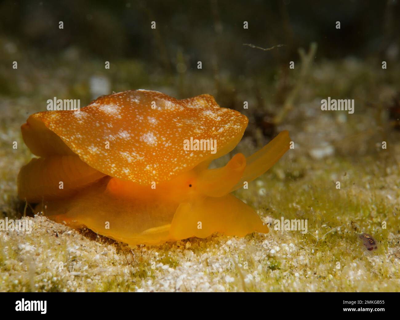 Rare nudibranche extraterrestre dans la mer Méditerranée. Espèce nudibranche envahissante qui est entrée en Méditerranée depuis le canal de Suez. Banque D'Images