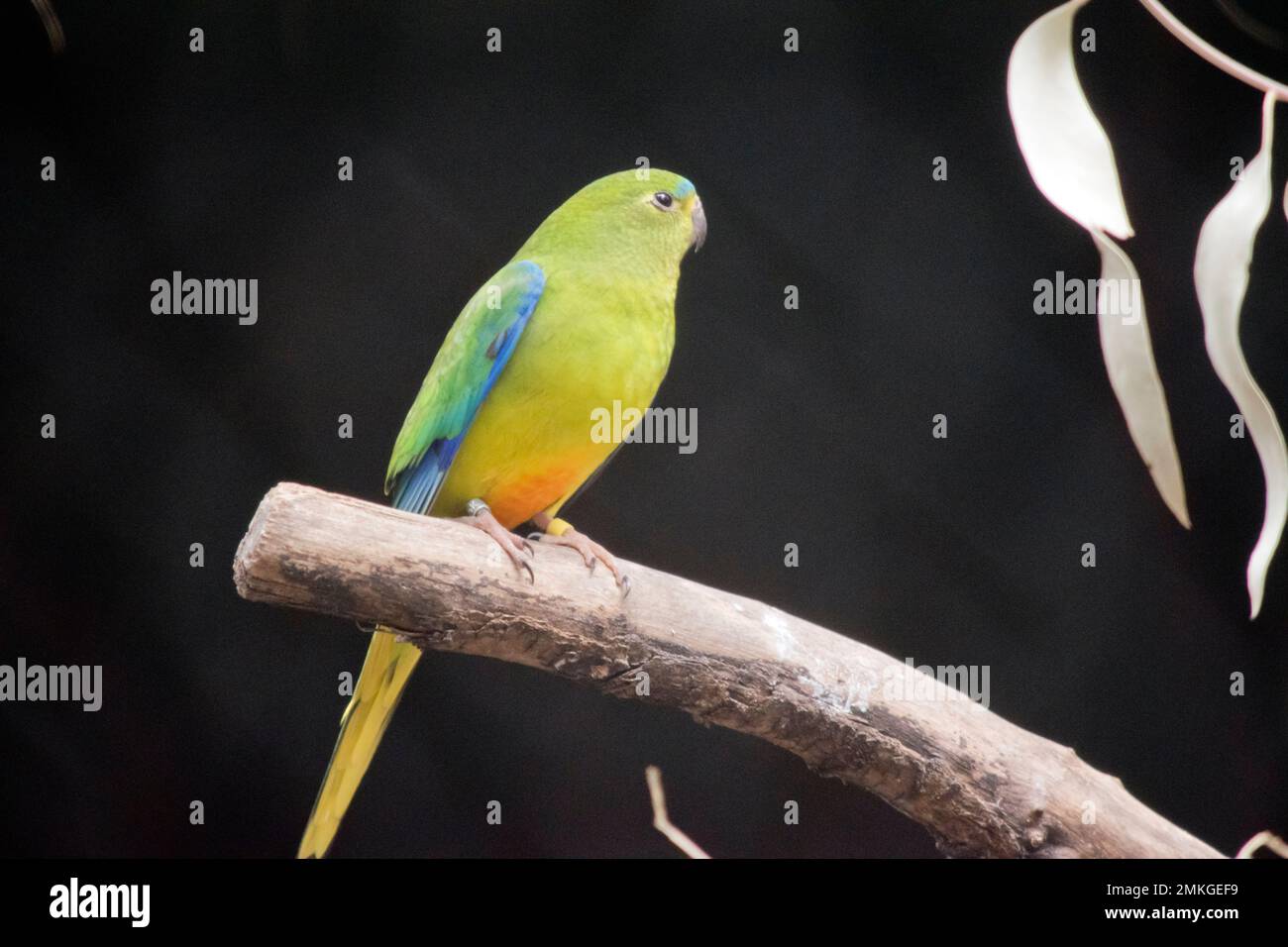 le perroquet à ventre orange a un corps vert clair avec de l'orange sur son fond et une ligne bleue sur le dessus de sa tête Banque D'Images