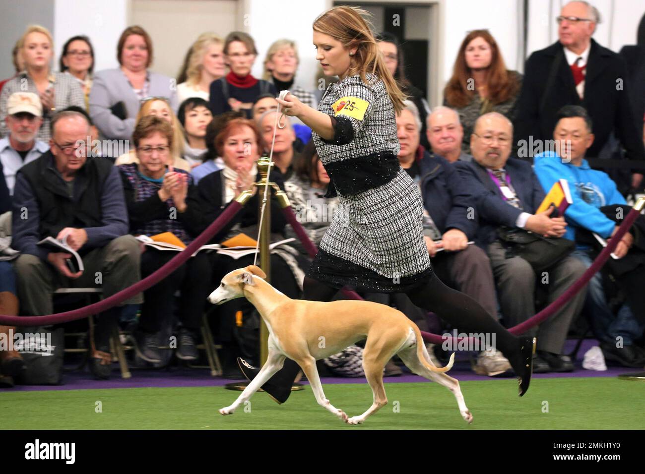 Akc top best sale dogs 2019