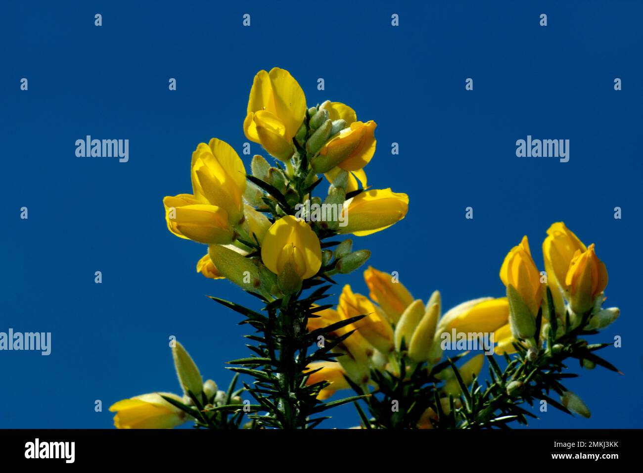 Fleur de gorge (Ulex europeus) Banque D'Images