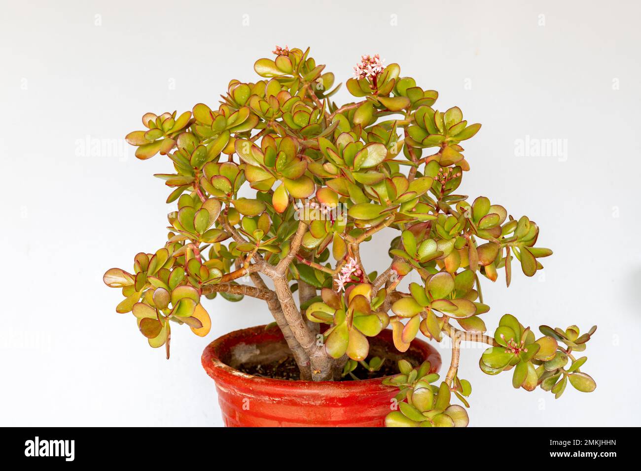 Crassula ovata amitié plante dans un pot sur fond blanc isolé Banque D'Images