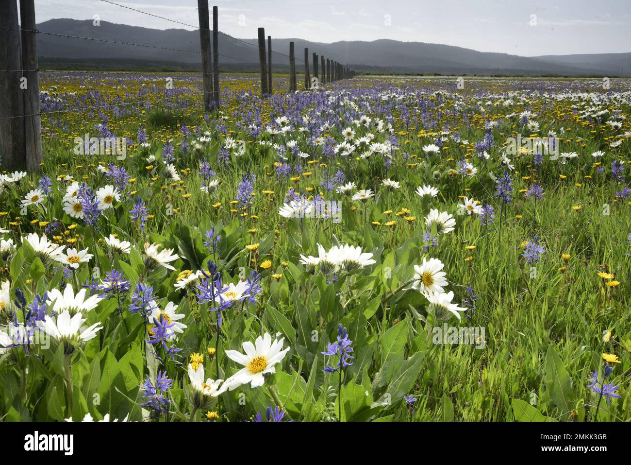 Des masses de fleurs sauvages ajoutent une beauté spéciale à Henrys Lake Flat, Island Park, Idaho, États-Unis Banque D'Images