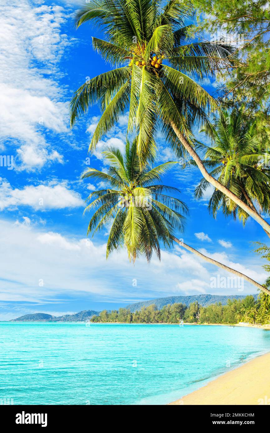 Belle île tropicale mer plage paysage, turquoise eau de l'océan, sable jaune, soleil bleu ciel blanc nuage, feuilles de palmiers de noix de coco, vacances d'été Banque D'Images