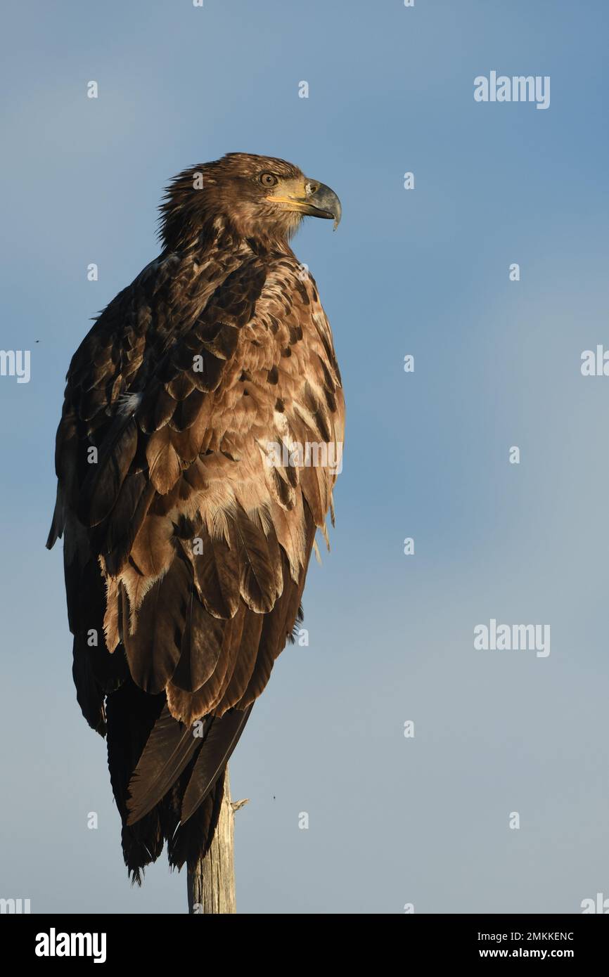 Un jeune aigle à tête blanche, première année, repose sur une pointe d'arbre à Big Springs, Henry's Fork, Snake River, Island Park, Fremont County, Idaho, États-Unis Banque D'Images