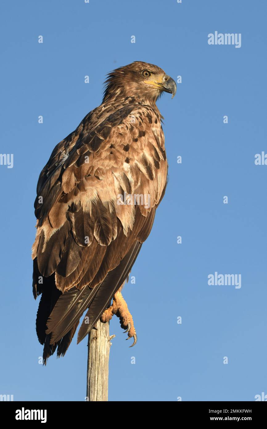 Un jeune aigle à tête blanche, première année, repose sur une pointe d'arbre à Big Springs, Henry's Fork, Snake River, Island Park, Fremont County, Idaho, États-Unis Banque D'Images