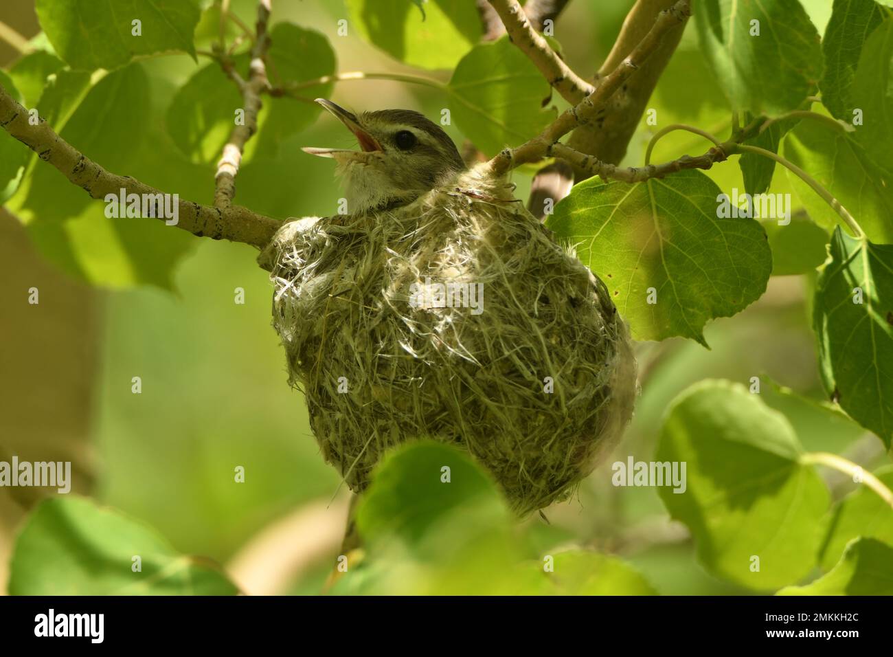 Un Vireo de Warbling mâle, chante de l'intérieur profond de son nid dans un arbre de peuplier faux-tremble Banque D'Images