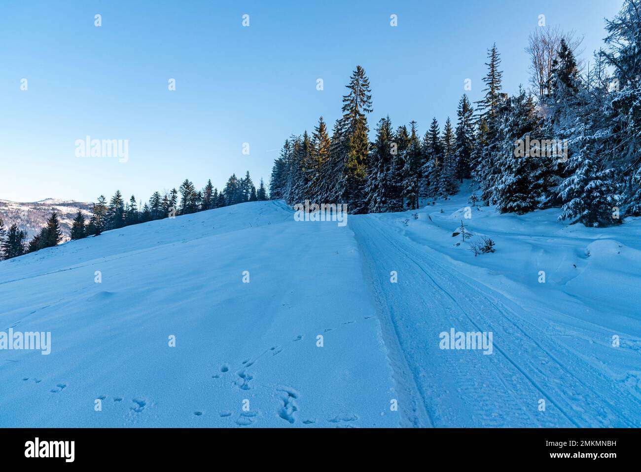 Sentier couvert de neige avec arbres gelés et ciel clair en hiver montagnes de Beskid Slaski en Pologne - crête de montagne de Cienkow près de Wisla Banque D'Images