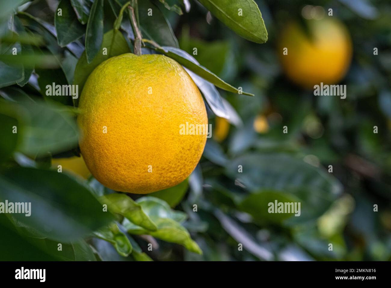 Cara cara navel oranges (également connues sous le nom d'oranges navel rouges) dans une plantation d'agrumes à Showcase of Citrus à Clermont, en Floride. (ÉTATS-UNIS) Banque D'Images Cara cara navel oranges (également connues sous le nom d'oranges navel rouges) dans une plantation d'agrumes à Showcase of Citrus à Clermont, en Floride. (ÉTATS-UNIS) Banque D'Images