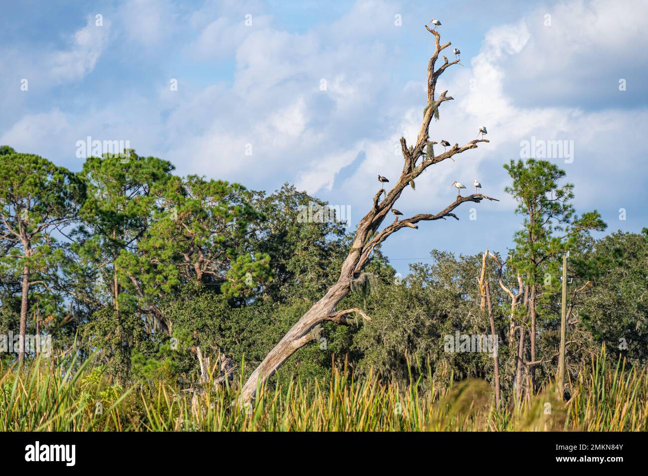 Les ibises blanches américaines adultes et juvéniles (Eudocimus albus) se rassemblent sur un arbre mort près des vergers d'agrumes à Showcase of Citrus à Clermont, en Floride. Banque D'Images