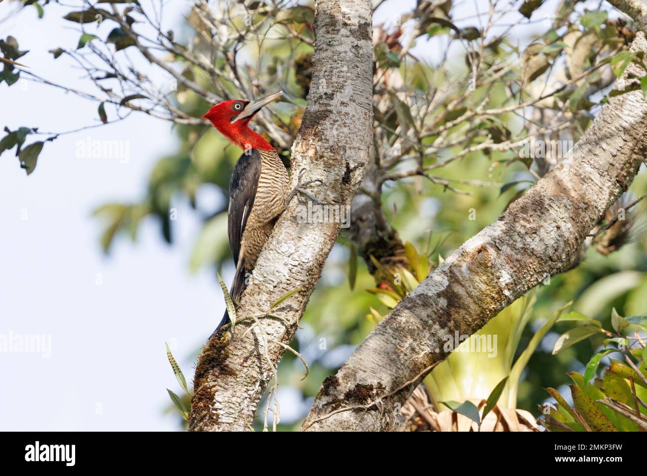Robust Woodpecker, Itanhaem, SP, Brésil, août 2022 Banque D'Images