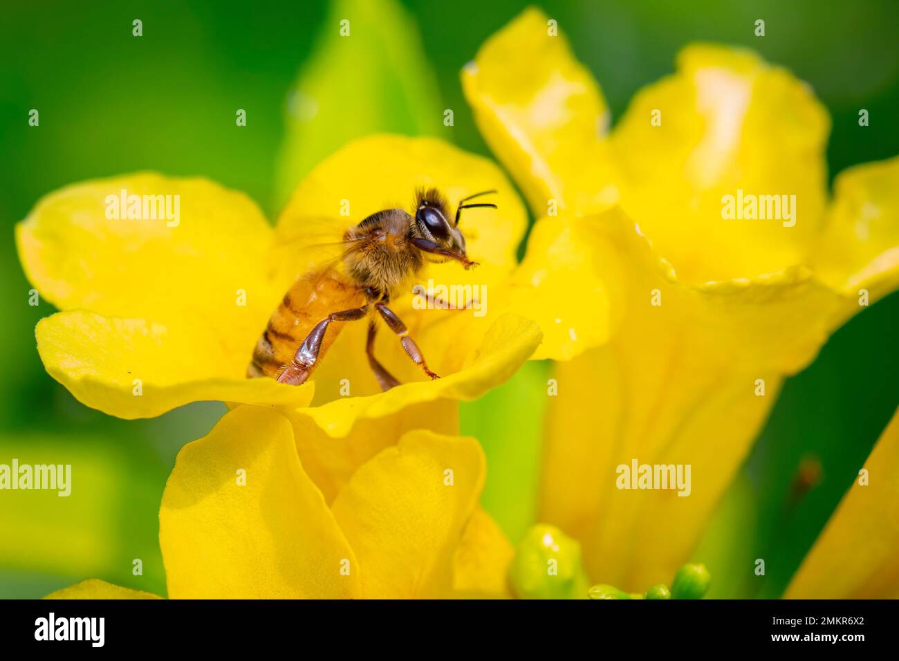 Image de l'abeille ou de l'abeille sur la fleur jaune recueille le nectar. Abeille dorée sur pollen de fleur. Insecte. Animal Banque D'Images