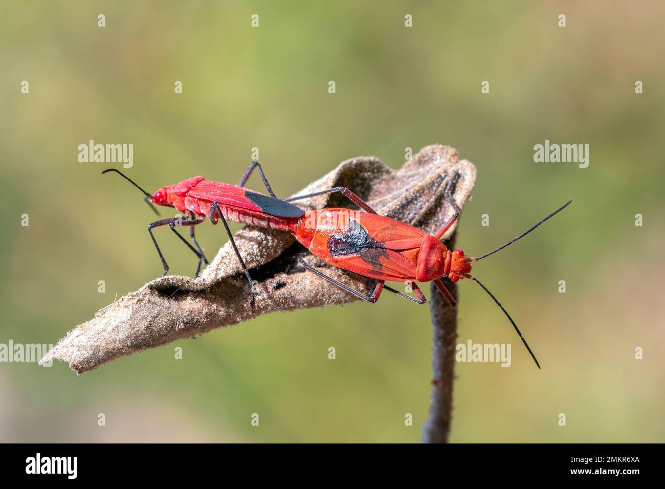 Image d'un insecte de coton rouge (Dysdercus cingulatus) sur la feuille sur fond naturel. Insecte. Animal. Pyrrhocoridae. Banque D'Images