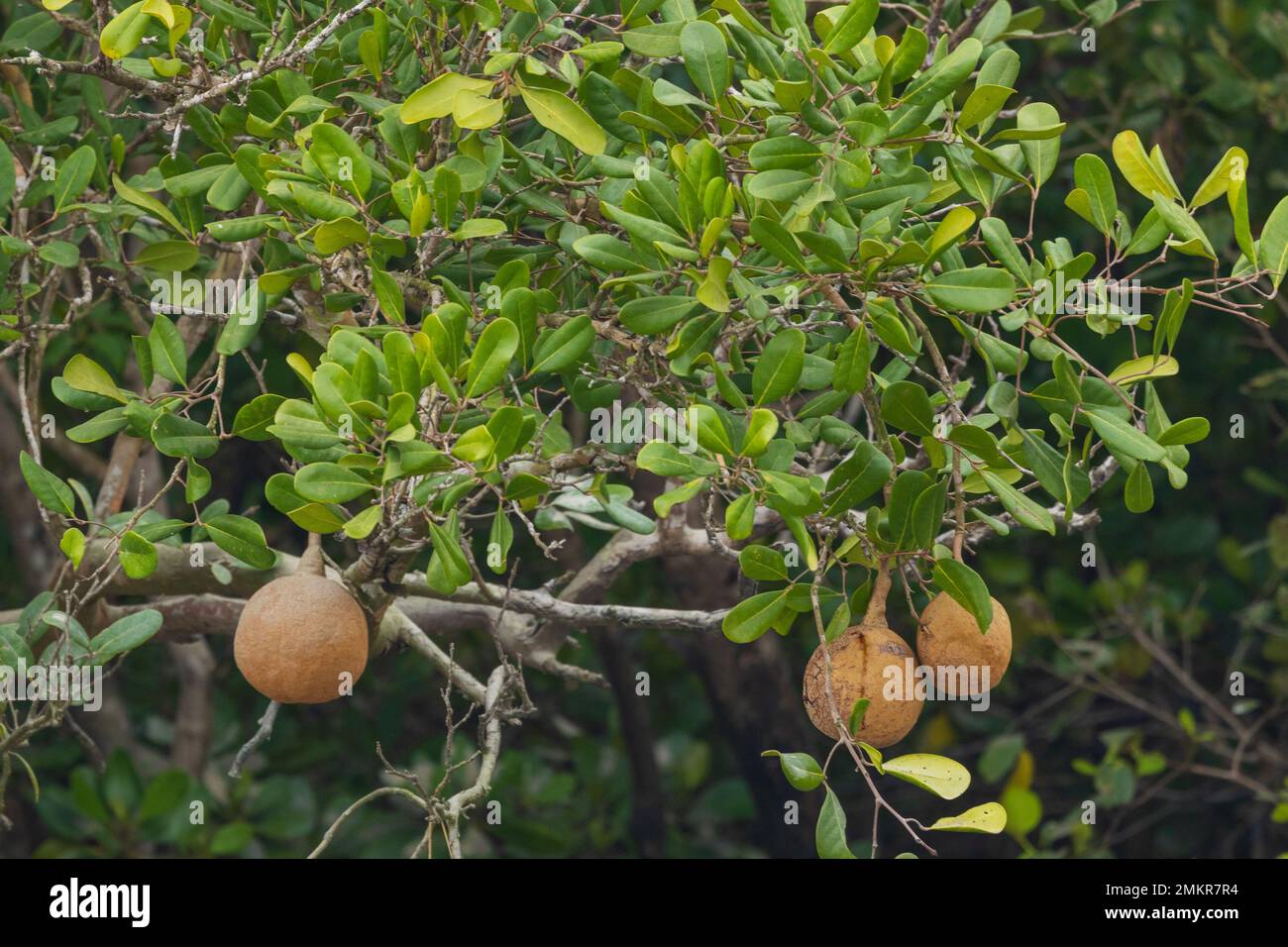 Canonball Tree - Une espèce de mangrove trouvée dans Sunderbans Banque D'Images